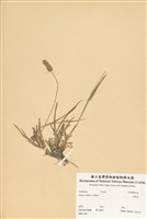 藏品(狗尾草)的圖片